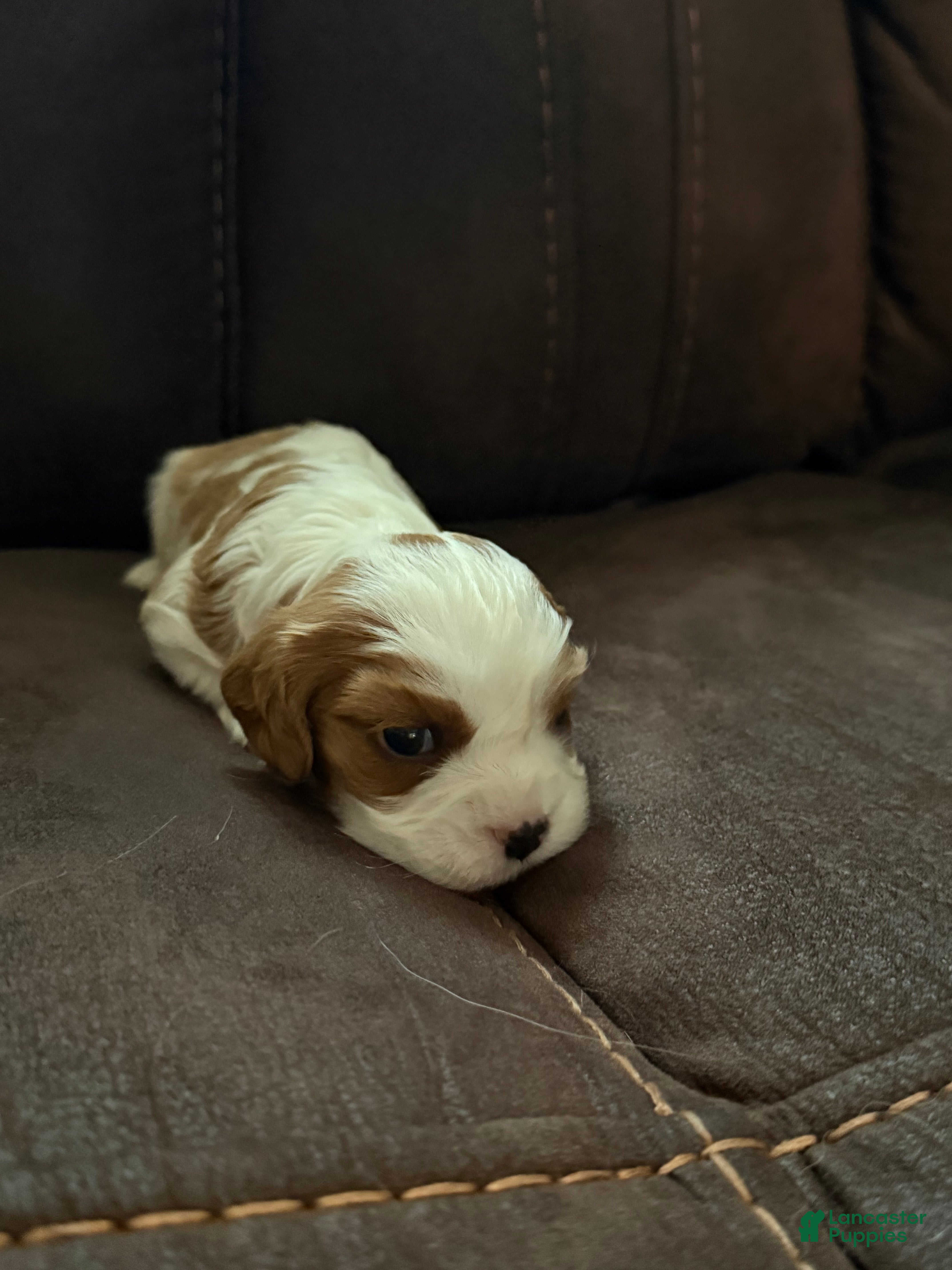 Cavalier King Charles Spaniel dogs for sale: Cavalier King Charles Spaniel - Chester - Ad 8