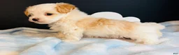 Morkie dogs for sale: Morkie 1 - Ad 6