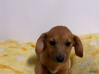 Mixed Breed dogs Amber - Ad 31