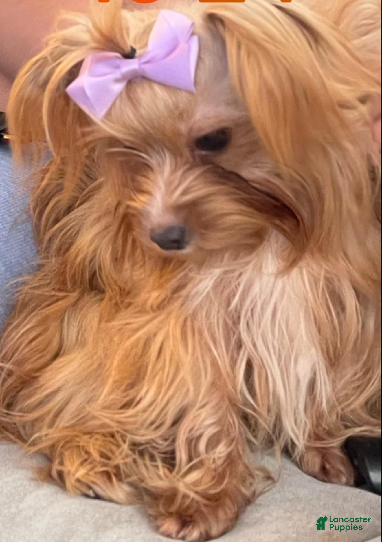 Yorkshire Terrier dogs Yorkshire Terrier Puppy 2 - Ad 15