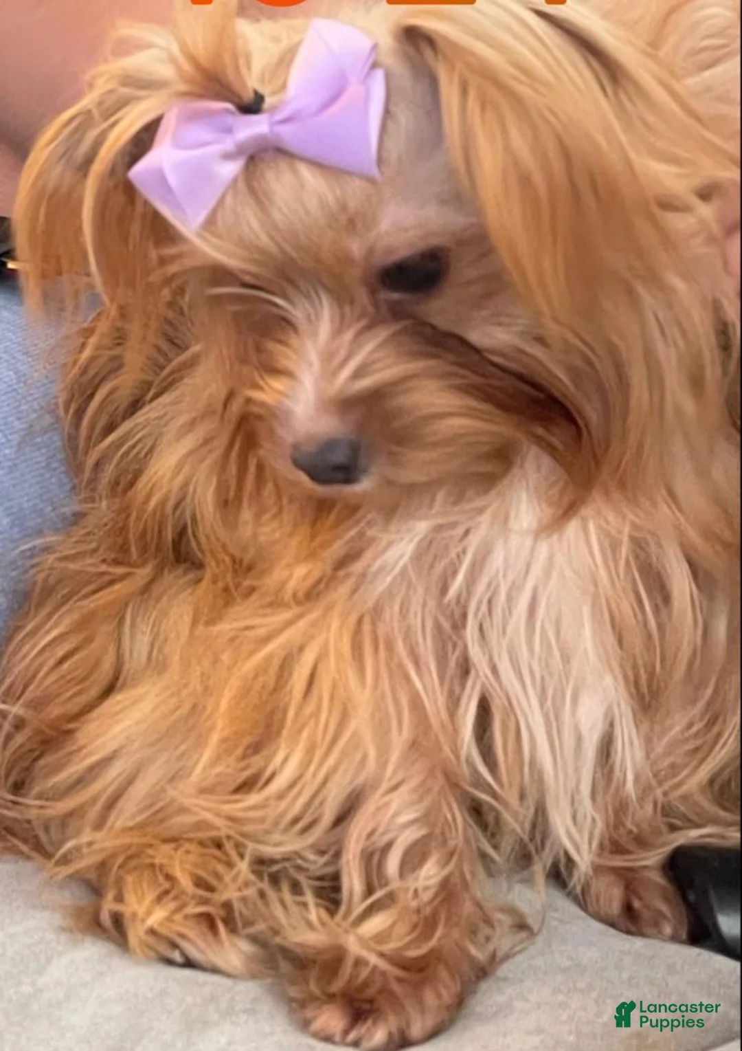 Yorkshire Terrier dogs for sale: Yorkshire Terrier Puppy 2 - Ad 1