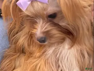 Yorkshire Terrier dogs Yorkshire Terrier Puppy 2 - Ad 15