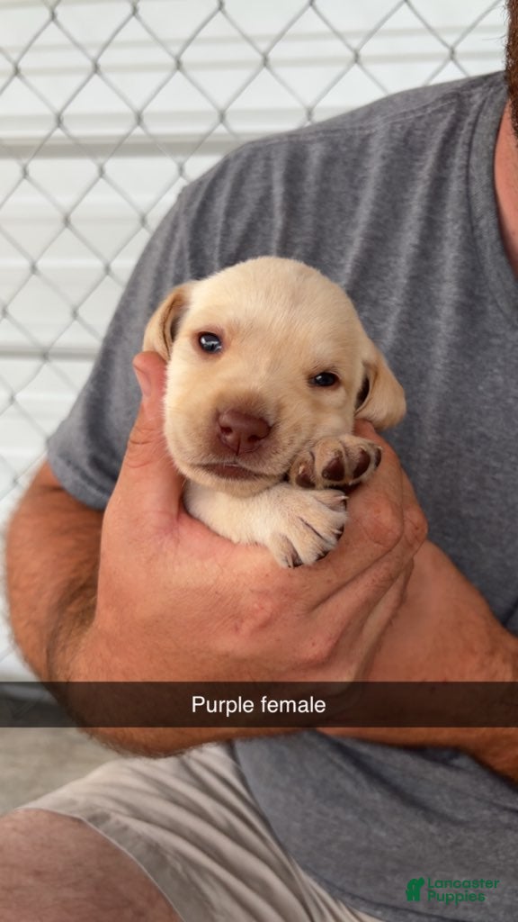 Labrador Retriever dogs Purple Female - Ad 23