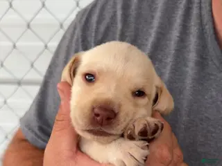 Labrador Retriever dogs Purple Female - Ad 23