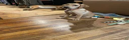 Labrador Retriever dogs for sale: Orange collar. Joe - Ad 2