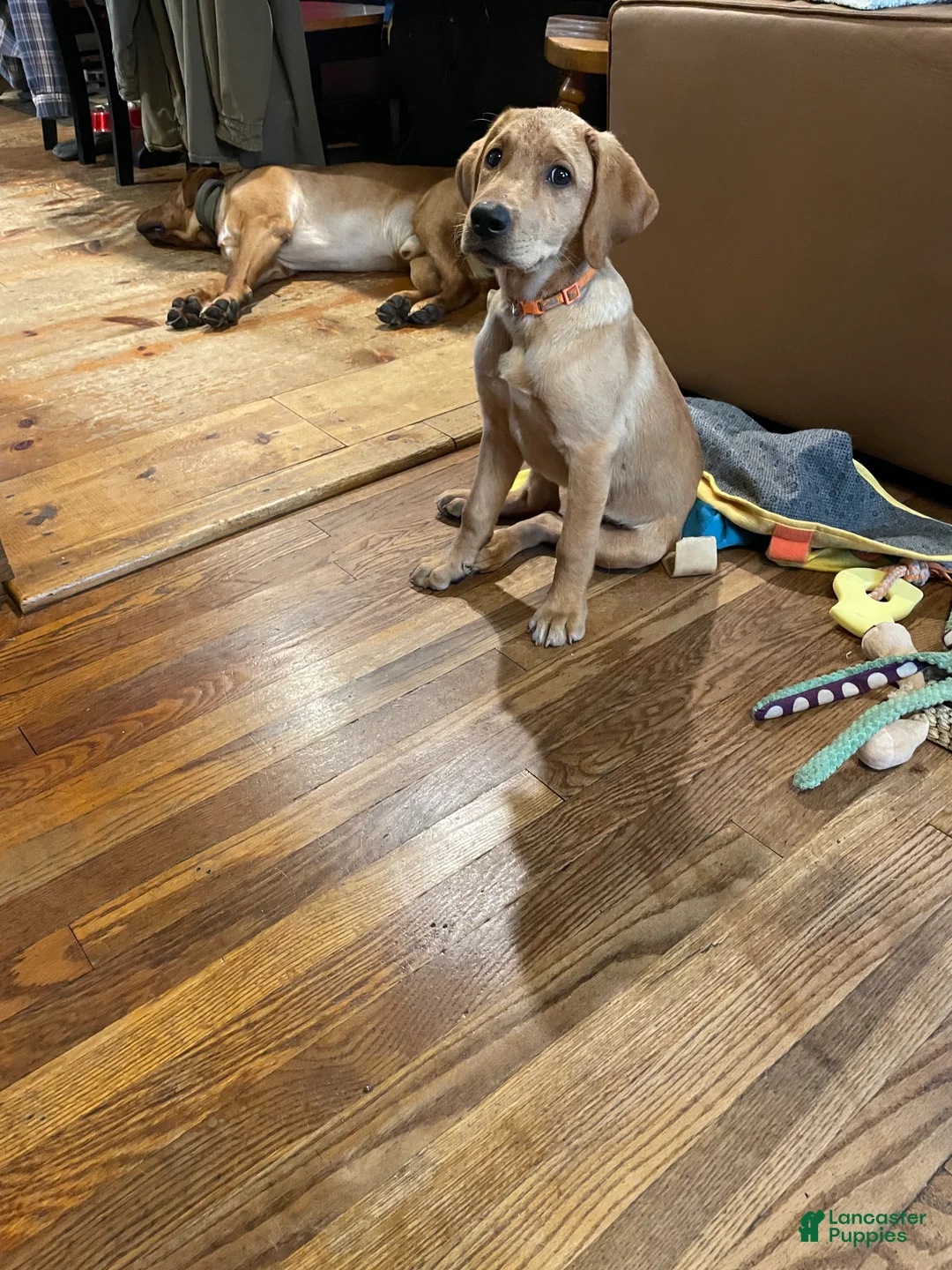 Labrador Retriever dogs for sale: Orange collar. Joe - Ad 2