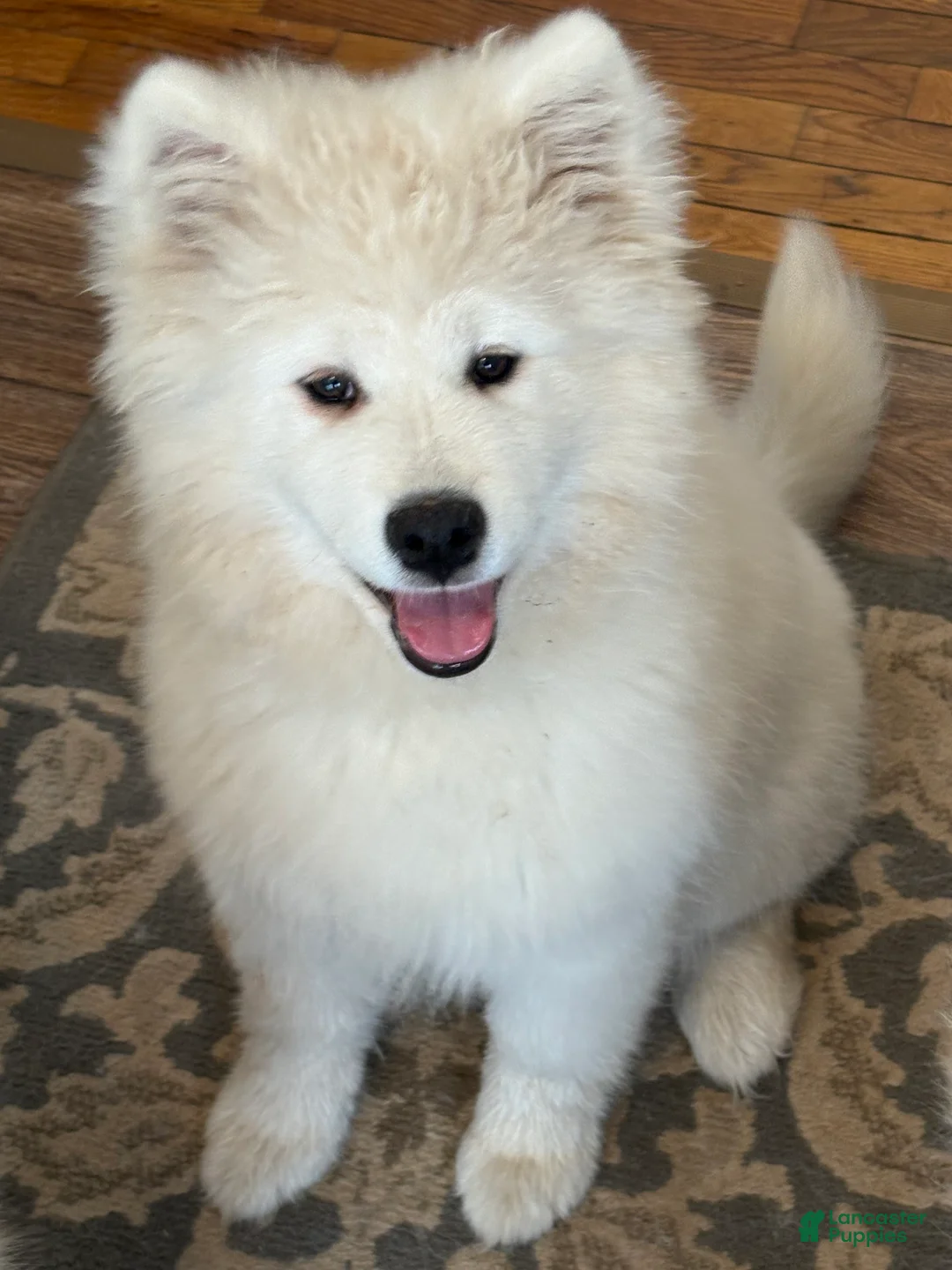 Samoyed dogs for sale: Spice - Ad 3
