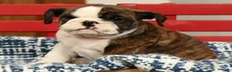 English Bulldog dogs for sale: Clover - Ad 6
