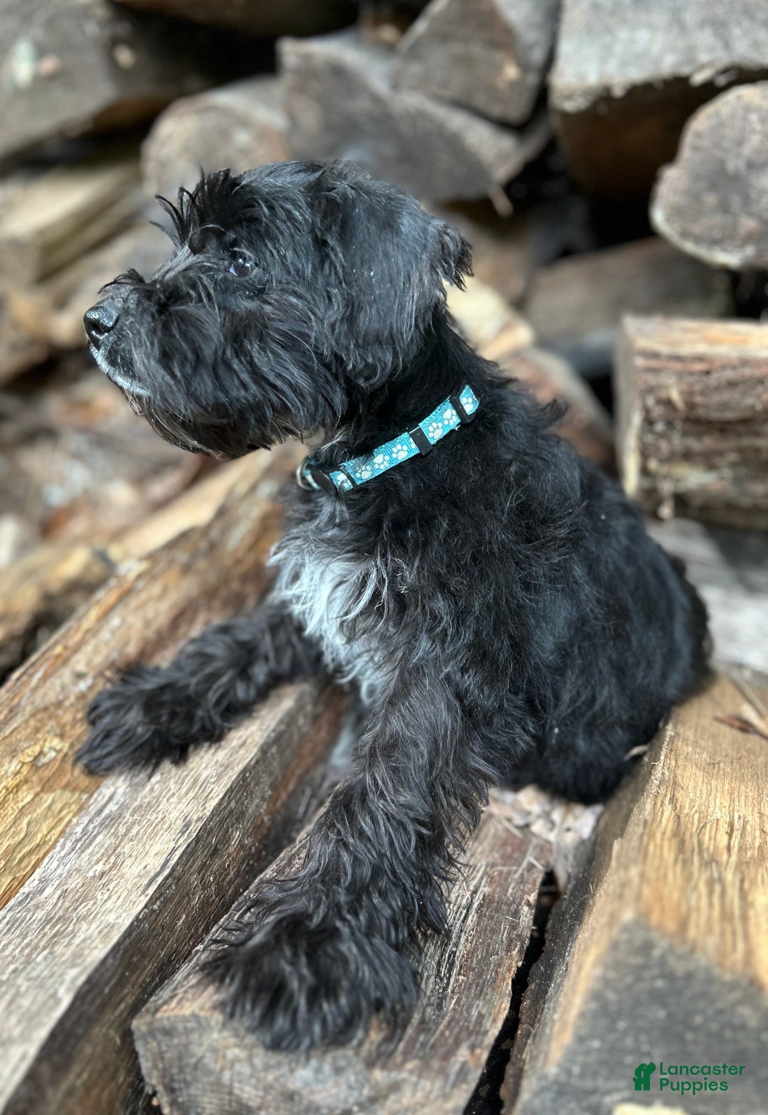 Miniature Schnauzer dogs for sale: Cory - Ad 1