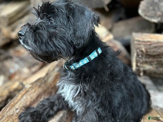 Miniature Schnauzer dogs Cory - Ad 23