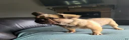 French Bulldog dogs for sale: Coco fawn fluffy male - Ad 1
