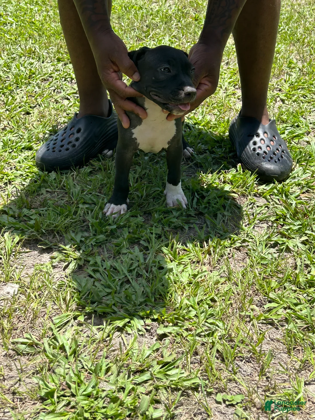 American Pit Bull Terrier dogs for sale: American Pit Bull Terrier 4 - Ad 1
