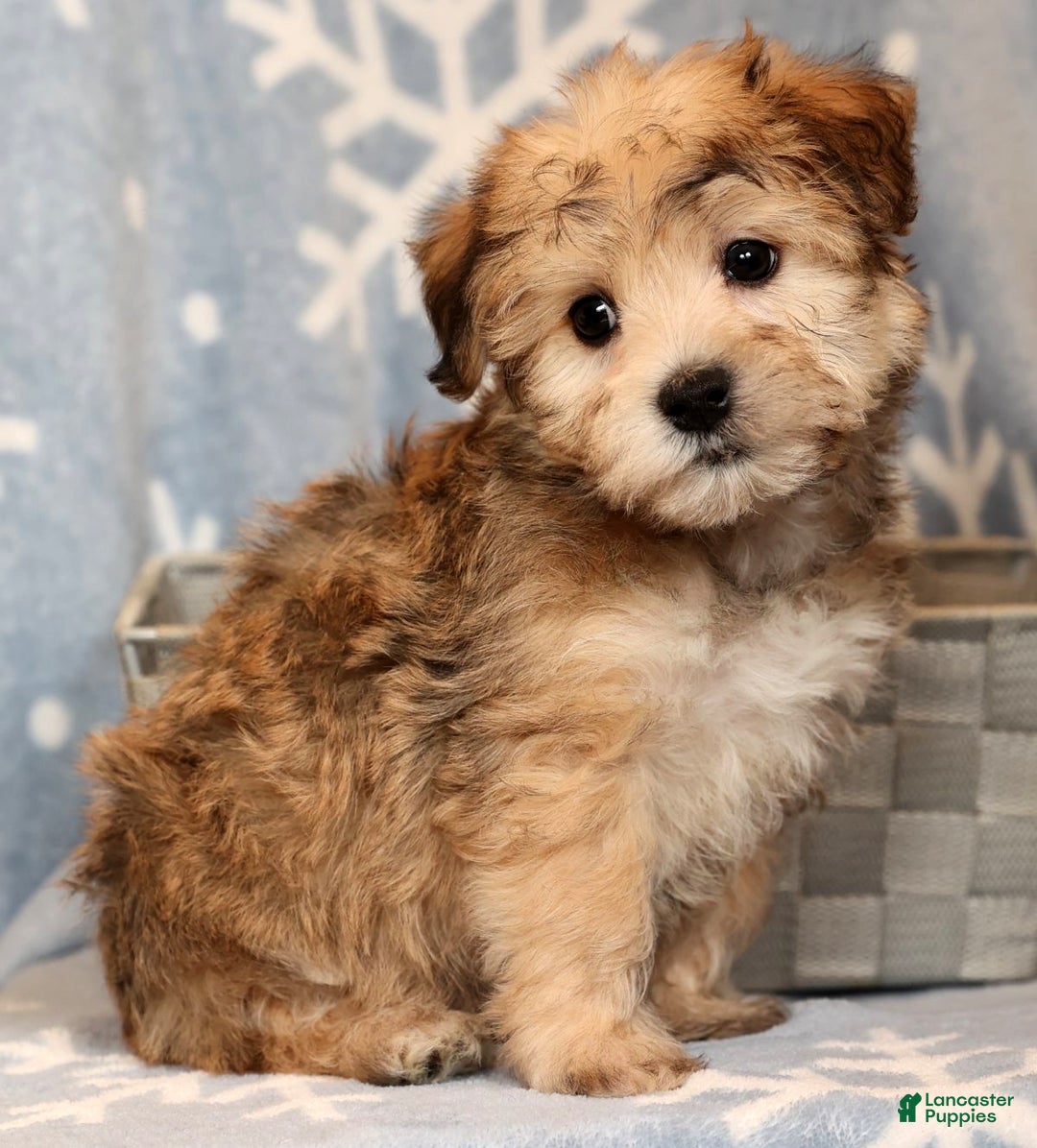 Yochon dogs for sale: Daisy - Ad 6