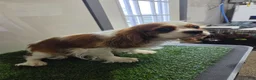 Cavalier King Charles Spaniel dogs for sale: Sadie - Ad 6