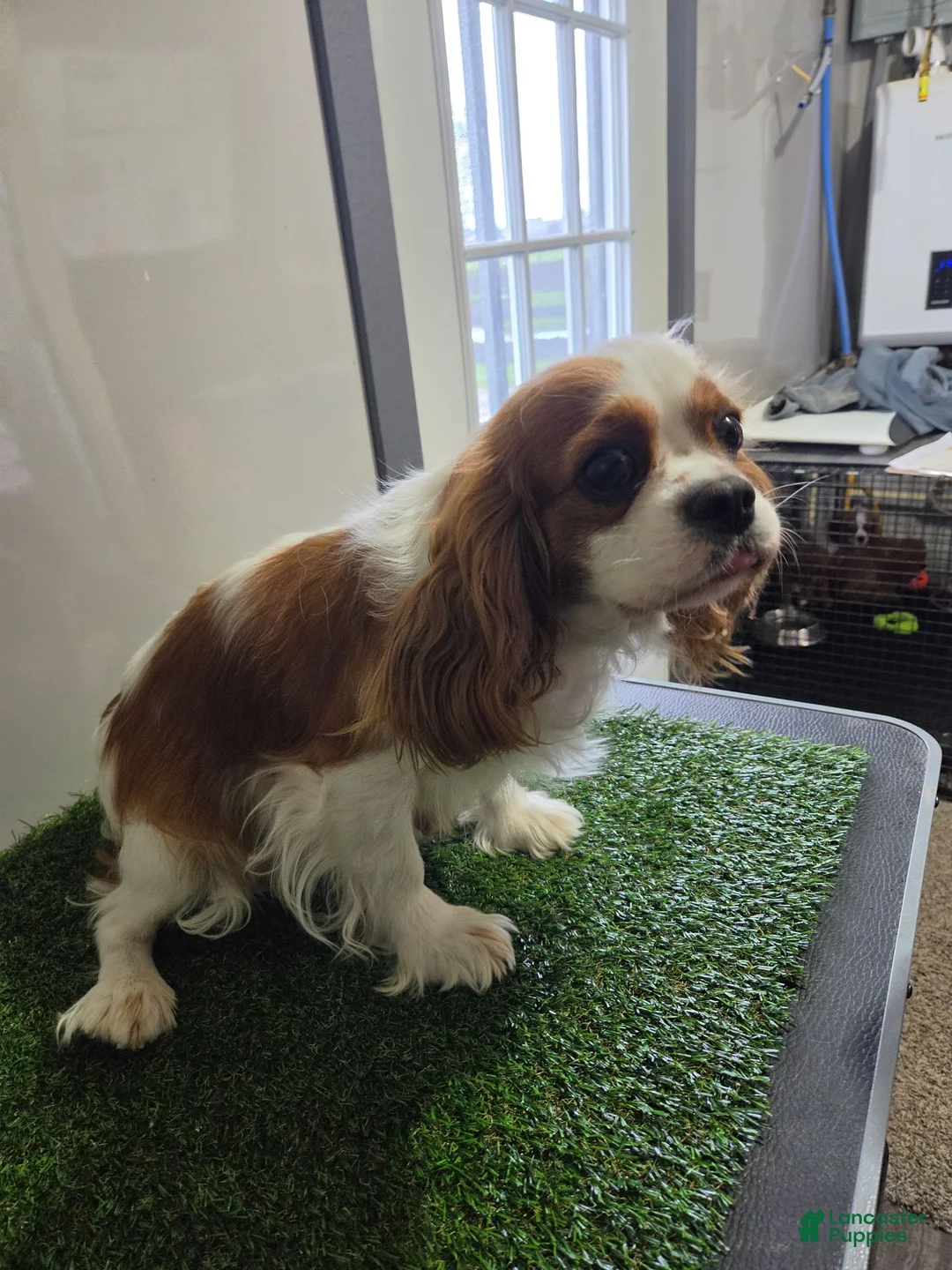 Cavalier King Charles Spaniel dogs for sale: Sadie - Ad 6