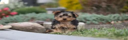 Yorkiepoo dogs for sale: Tucker - Ad 8