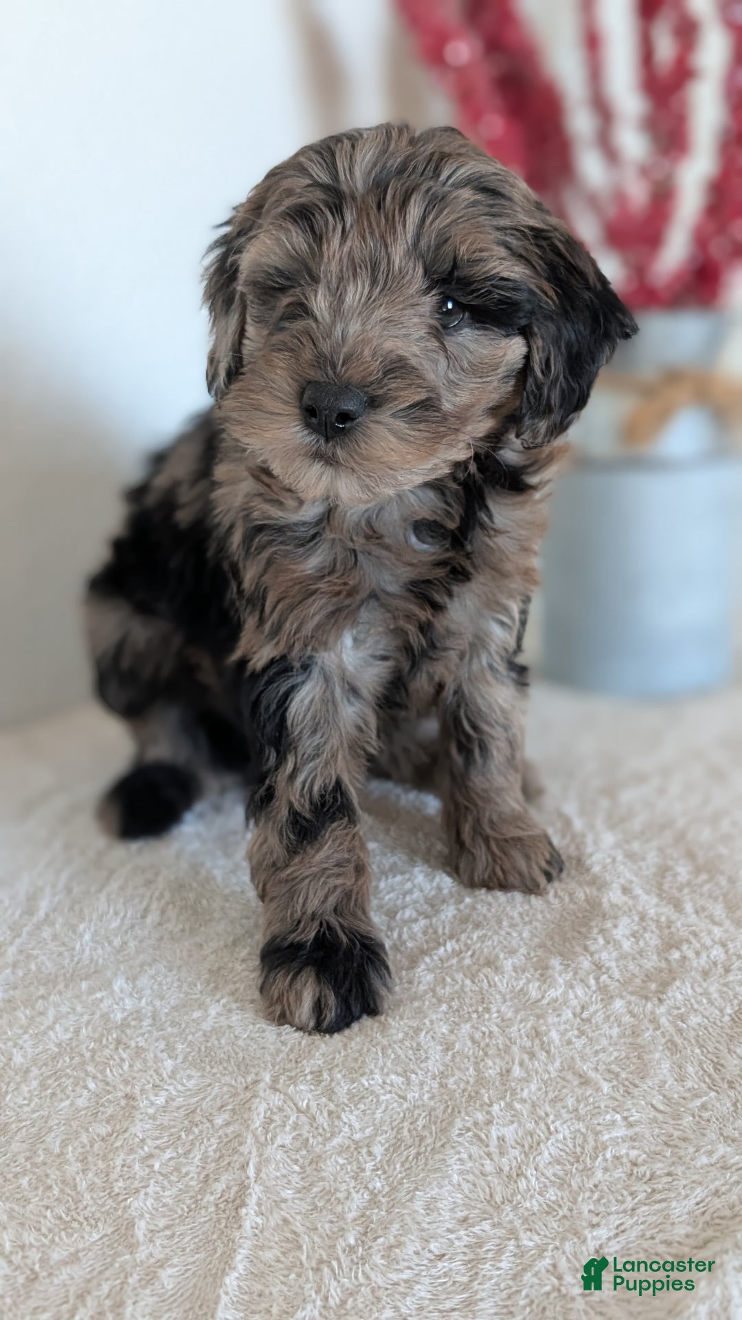 Mini Bernedoodle dogs for sale: Viola - Ad 8