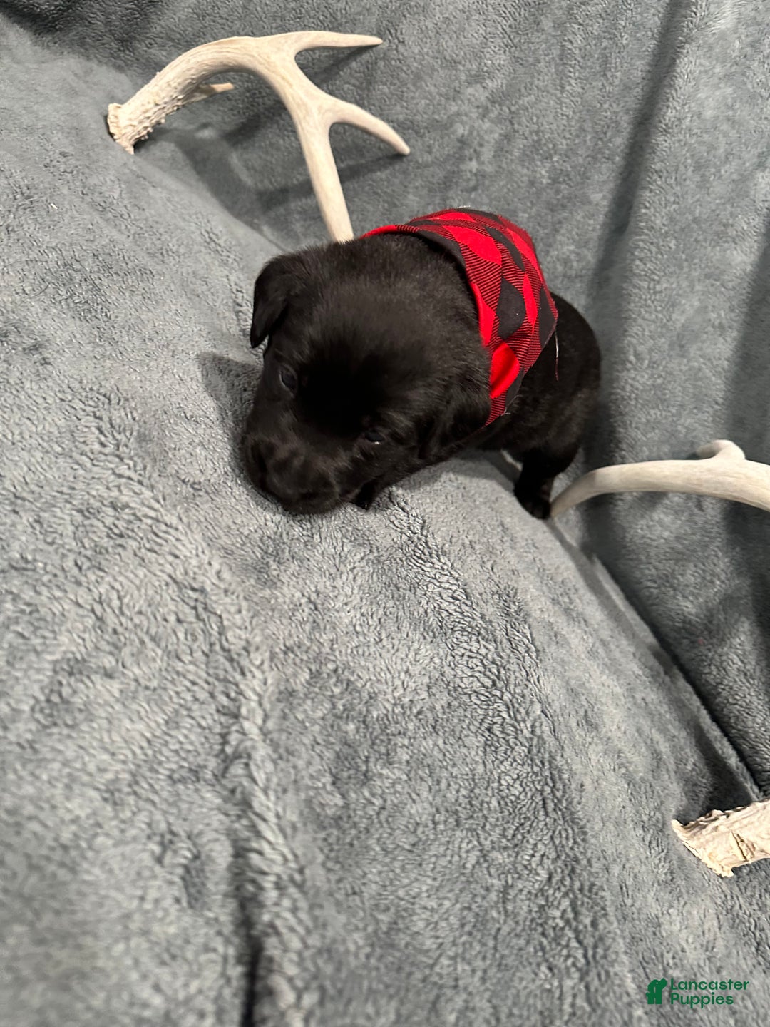 Labrador Retriever dogs for sale: Mystic - Ad 4