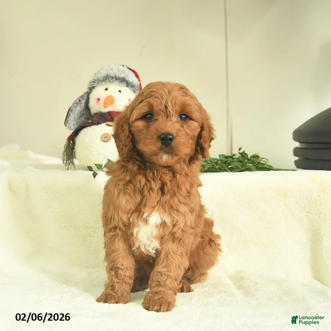 Goldendoodle dogs for sale: Duke  - Ad 3