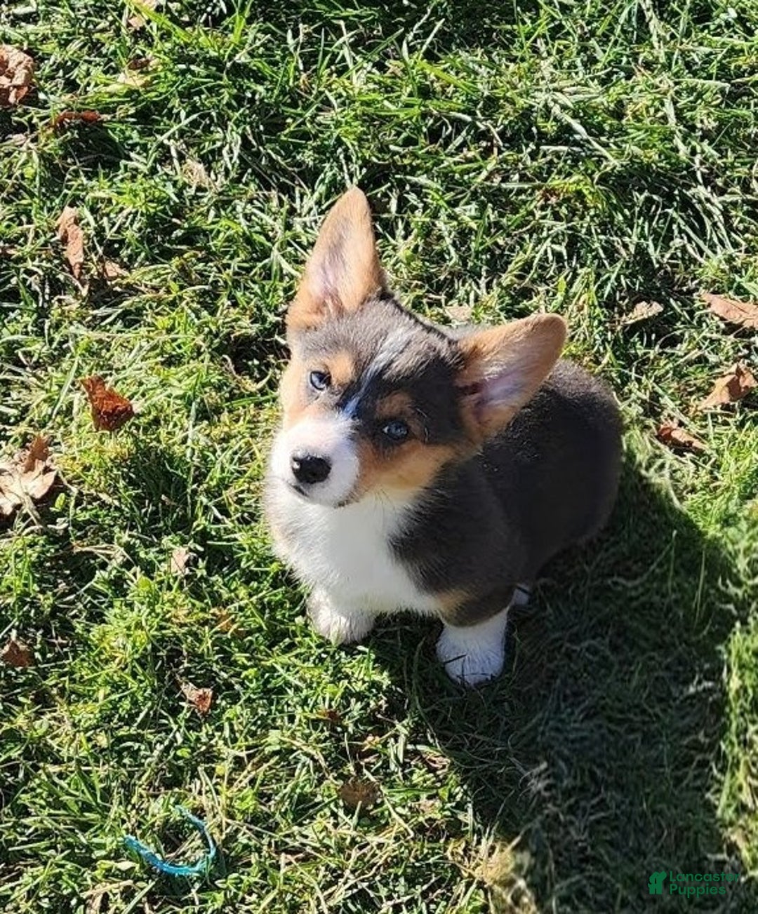 Welsh Corgi Pembroke dogs for sale: Alfie bluie  - Ad 11