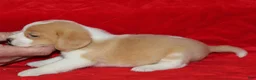 Beagle dogs for sale: Emmitt - Ad 2