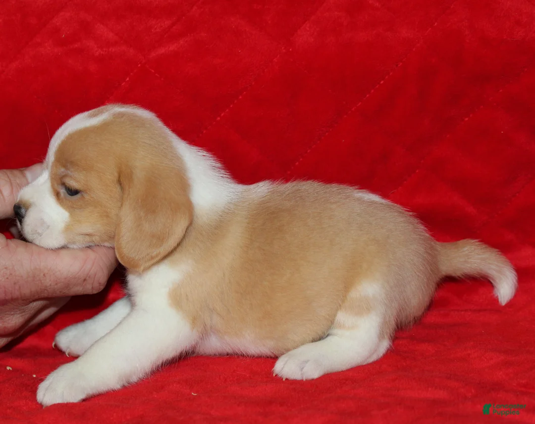 Beagle dogs for sale: Emmitt - Ad 2