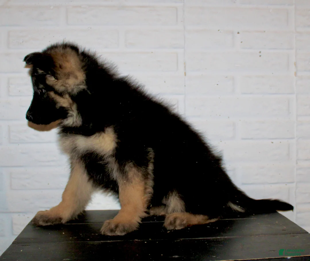 German Shepherd dogs for sale: Dory - Ad 3