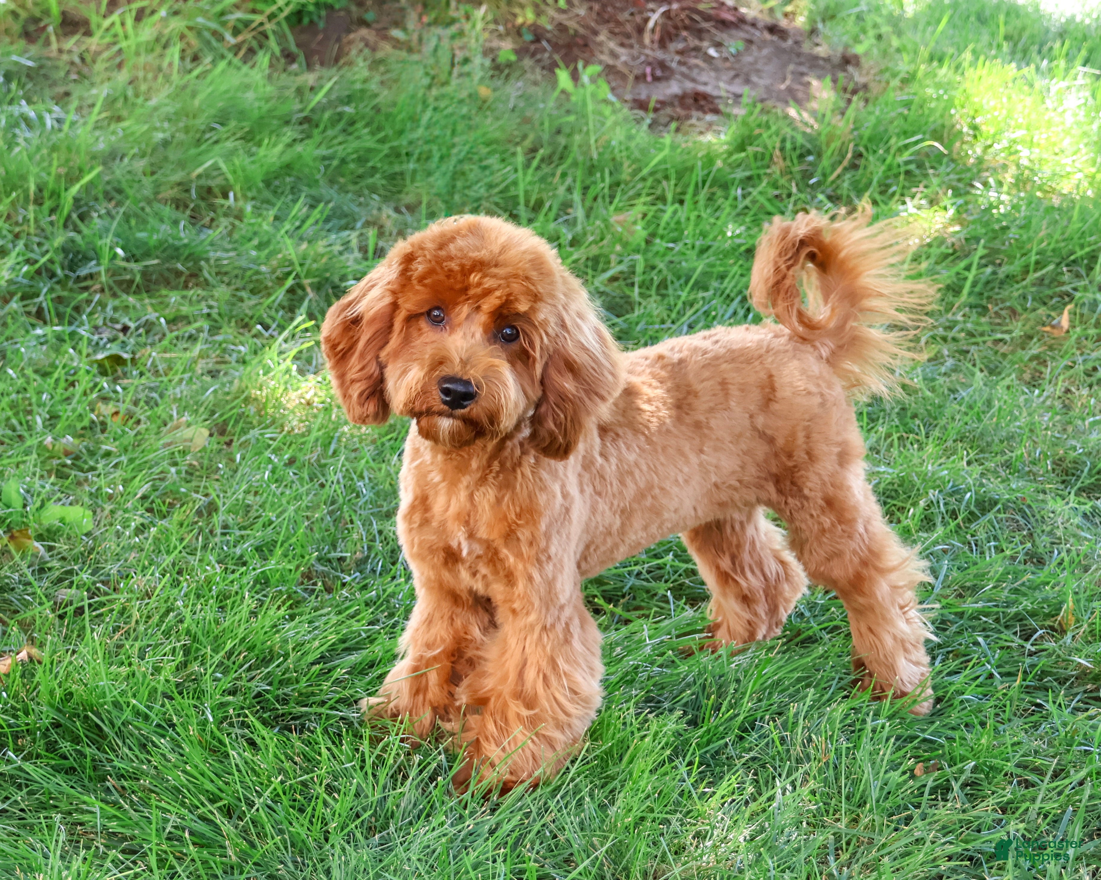 Cavapoo dogs for sale: Amore - Ad 2