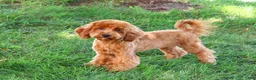 Cavapoo dogs for sale: Amore - Ad 5