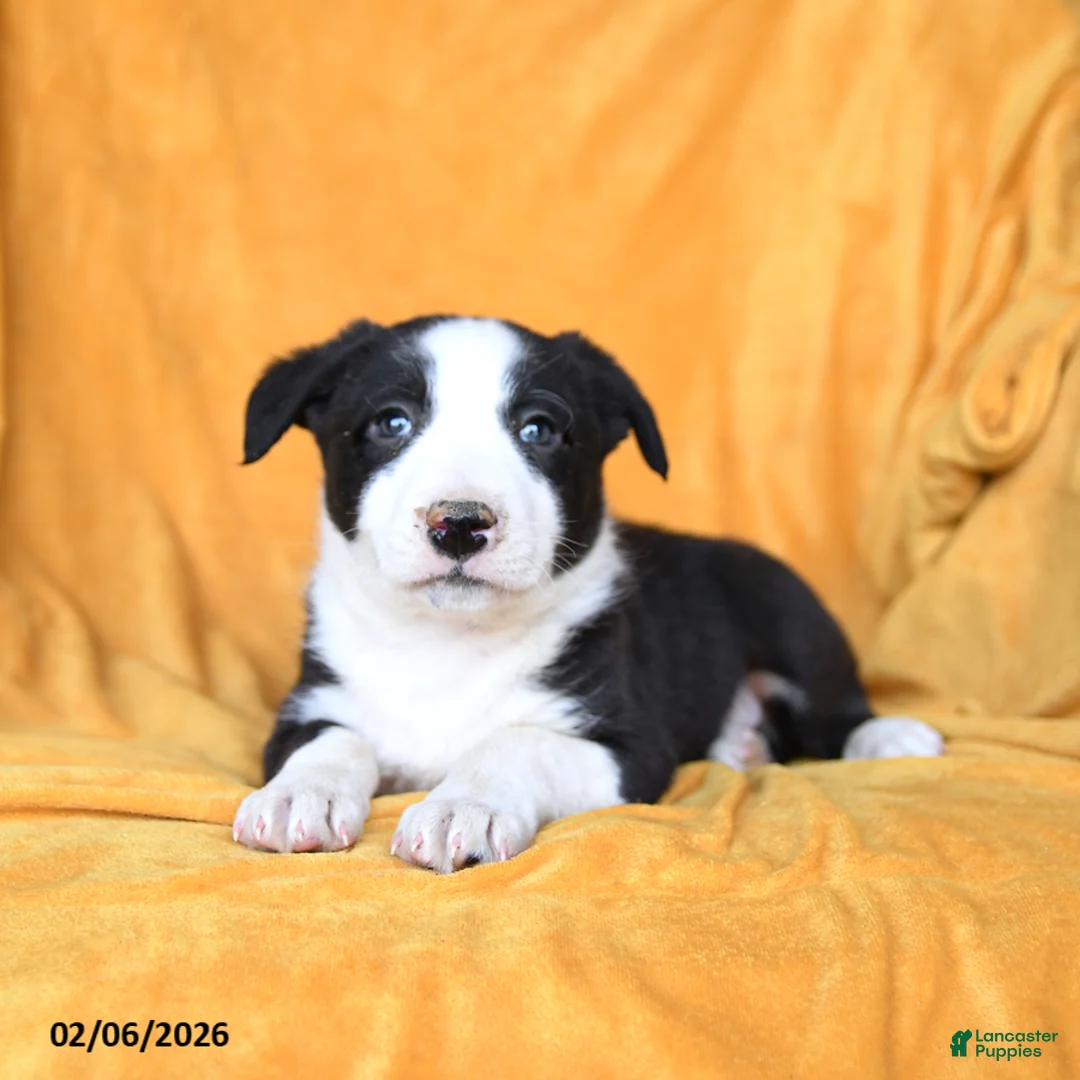 Border Collie dogs for sale: Whiskey - Ad 2