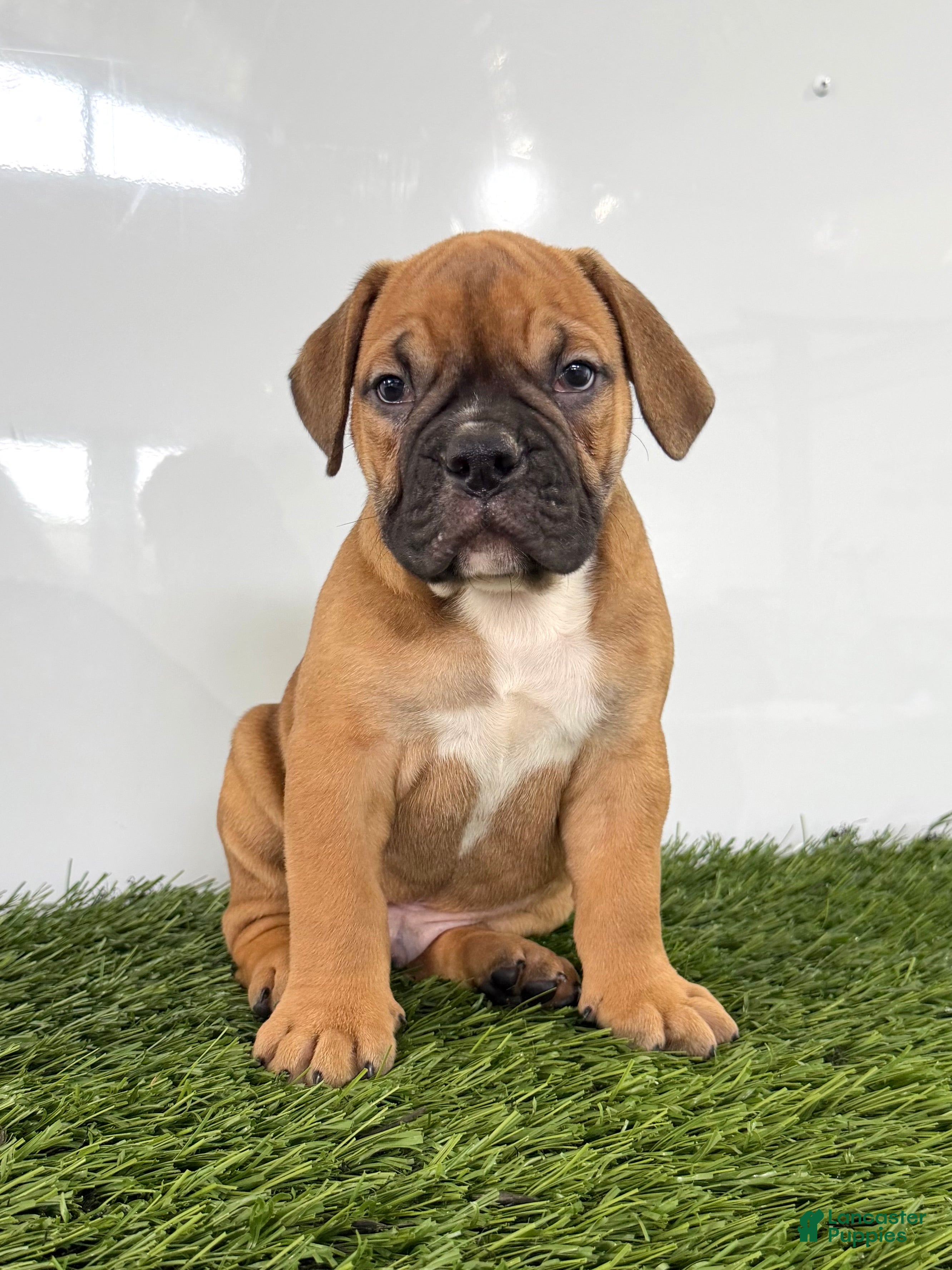 Olde English Bulldogge dogs for sale: Max - Ad 2