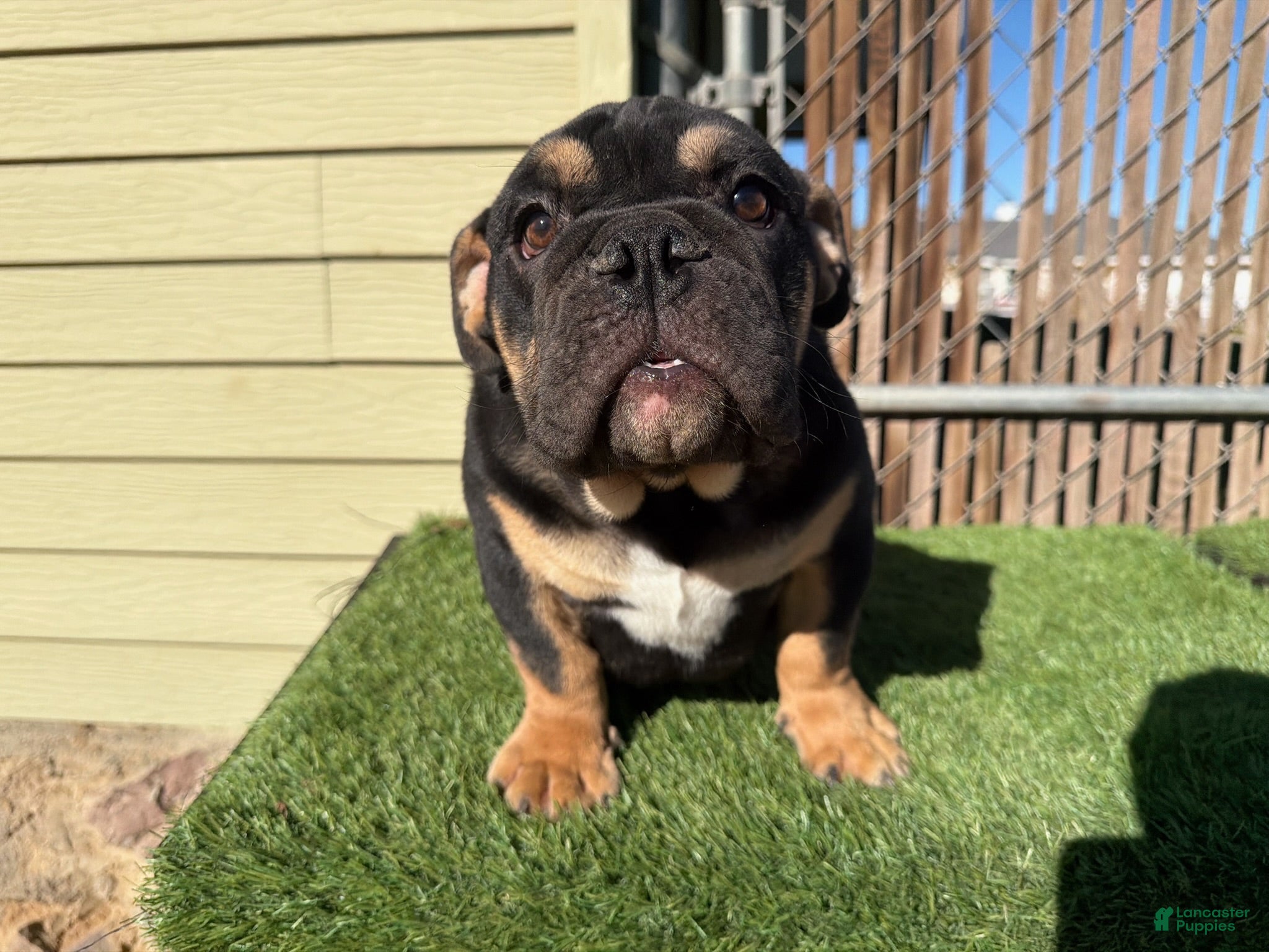 English Bulldog dogs KINGSTON – Black Tan Tri Loverboy in LA, CA - Ad 7