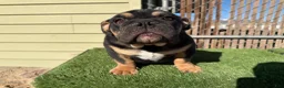 English Bulldog dogs for sale: KINGSTON – Black Tan Tri Loverboy in LA, CA - Ad 1