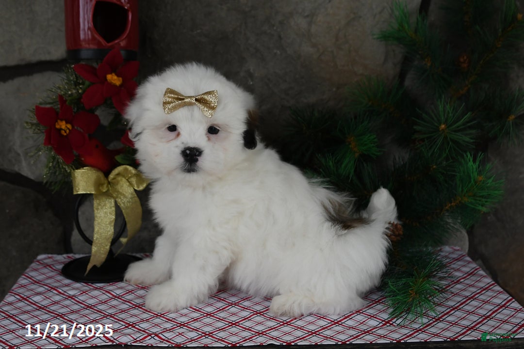 Teddy Bear dogs for sale: Snowball - Ad 5