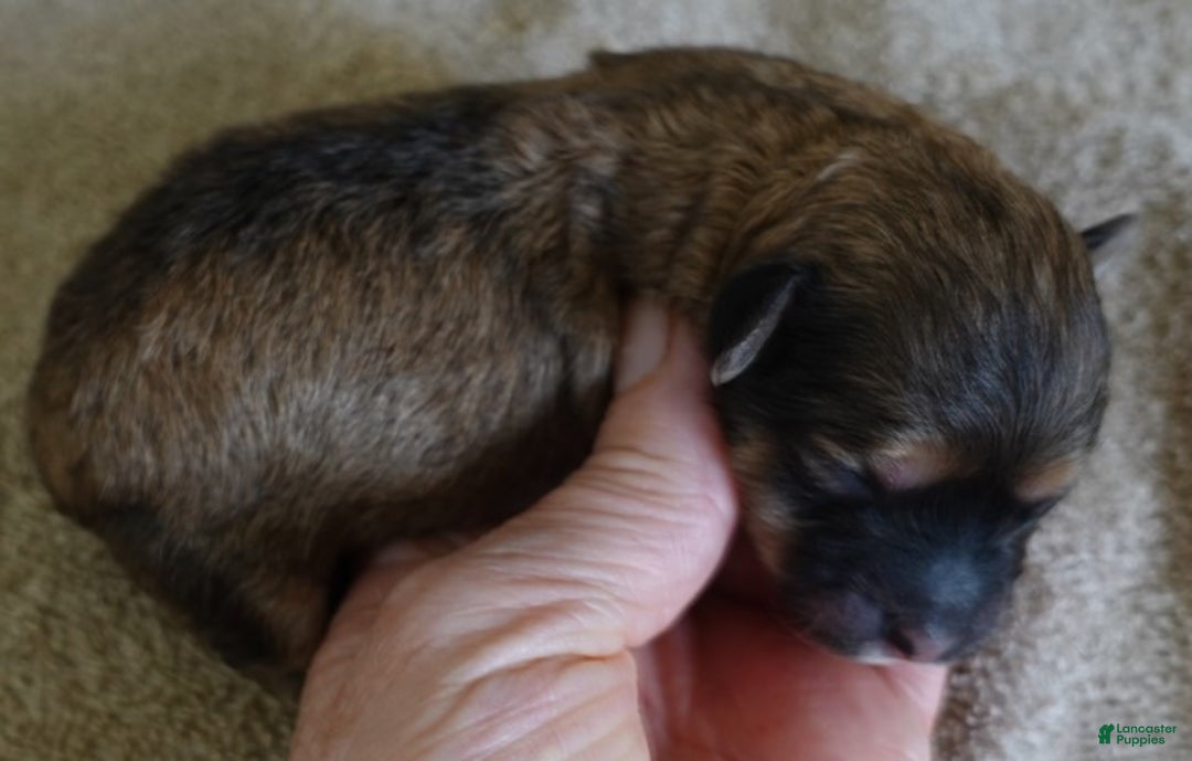 Maltipoo dogs for sale: River - Ad 8