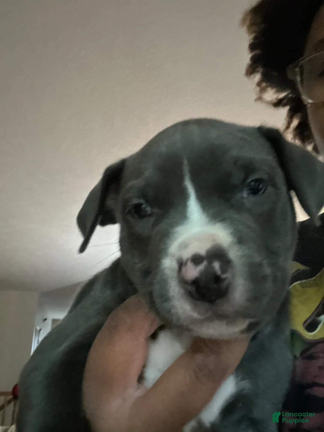 American Pit Bull Terrier dogs for sale: American Pit Bull Terrier Puppy 4 - Ad 1