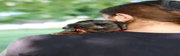 Miniature Dachshund dogs for sale: Boysenberry - Ad 7