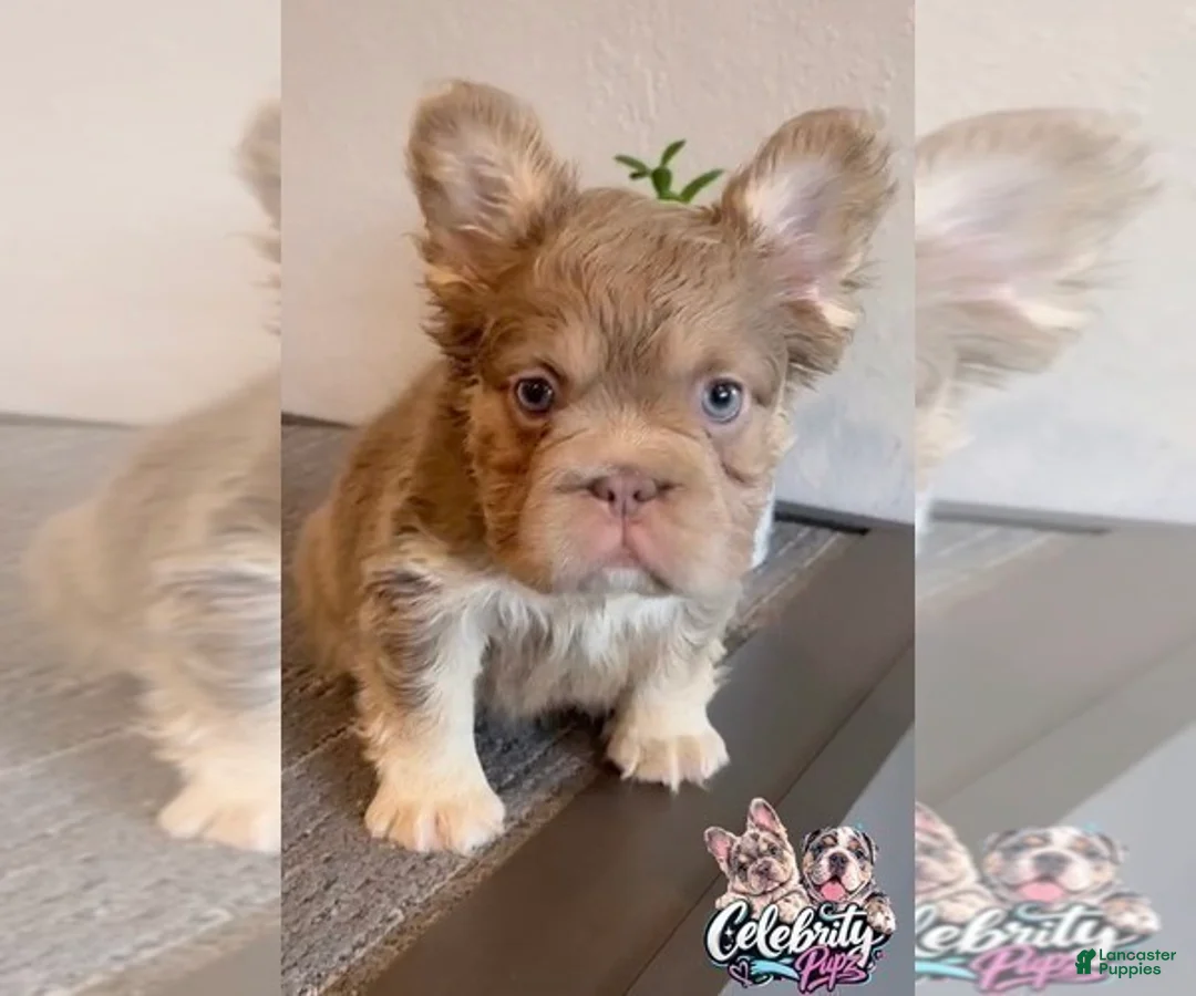French Bulldog dogs for sale: FENDI - ISABELLA TAN BIG ROPE - CA-USA DELIVERY - Ad 1