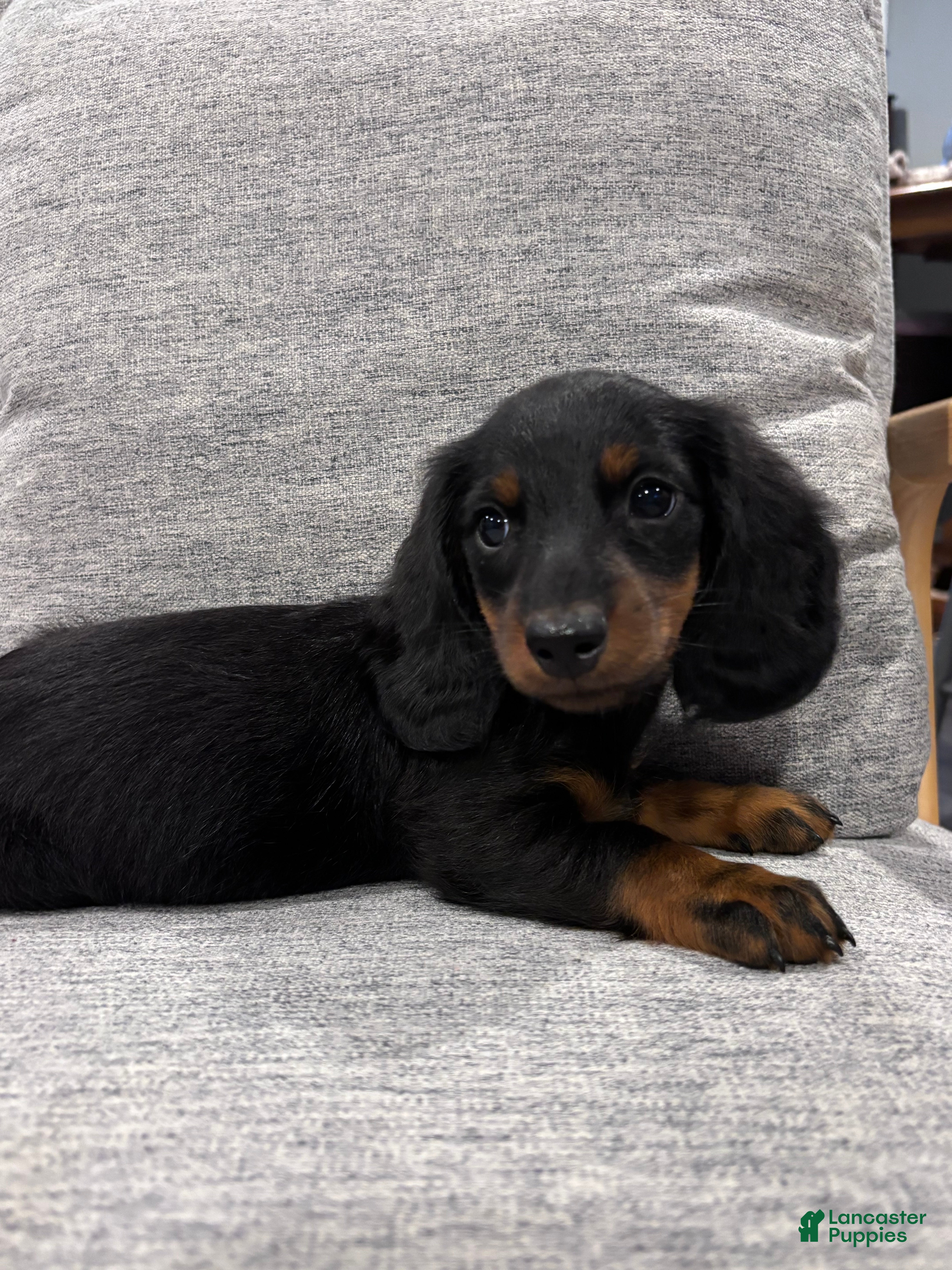 Miniature Dachshund dogs Sawyer - Ad 2