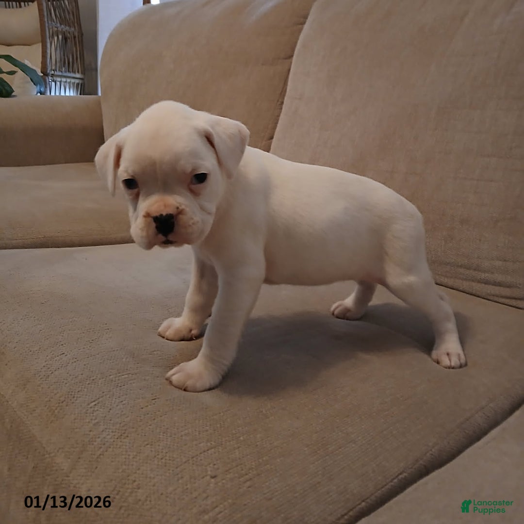 Boxer dogs for sale: Snowy - Ad 3