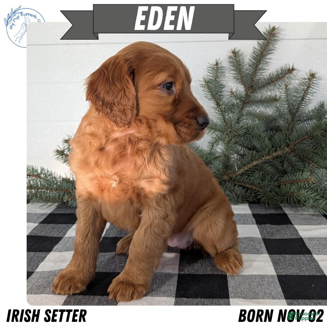 Irish Setter dogs Eden - Ad 2