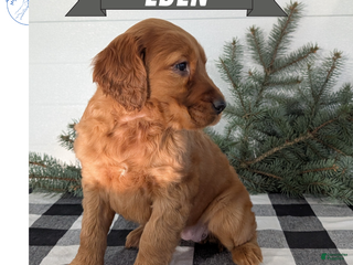 Irish Setter dogs Eden - Ad 2
