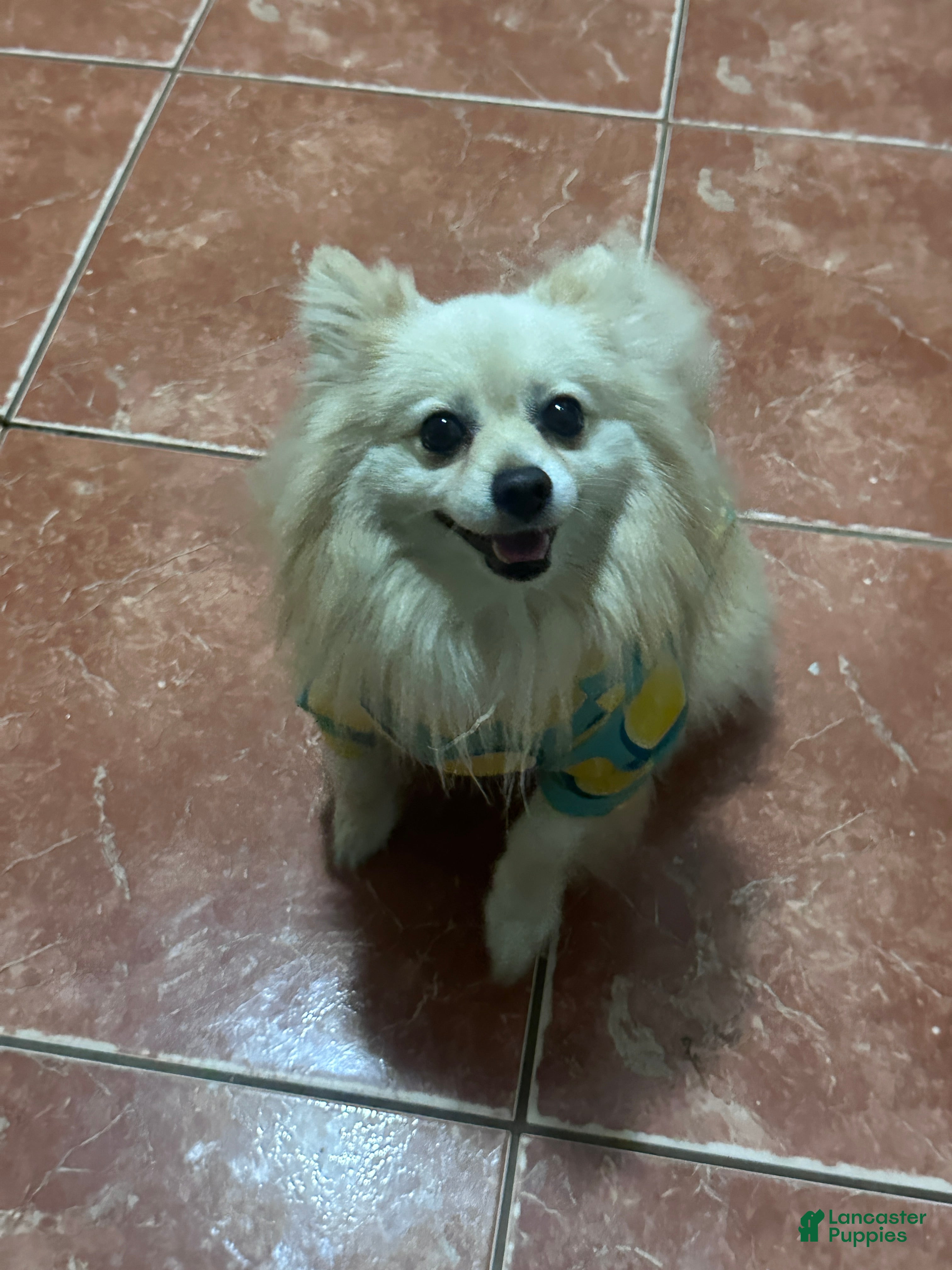 Tuki
