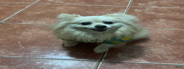 Tuki