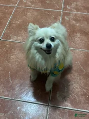 Tuki