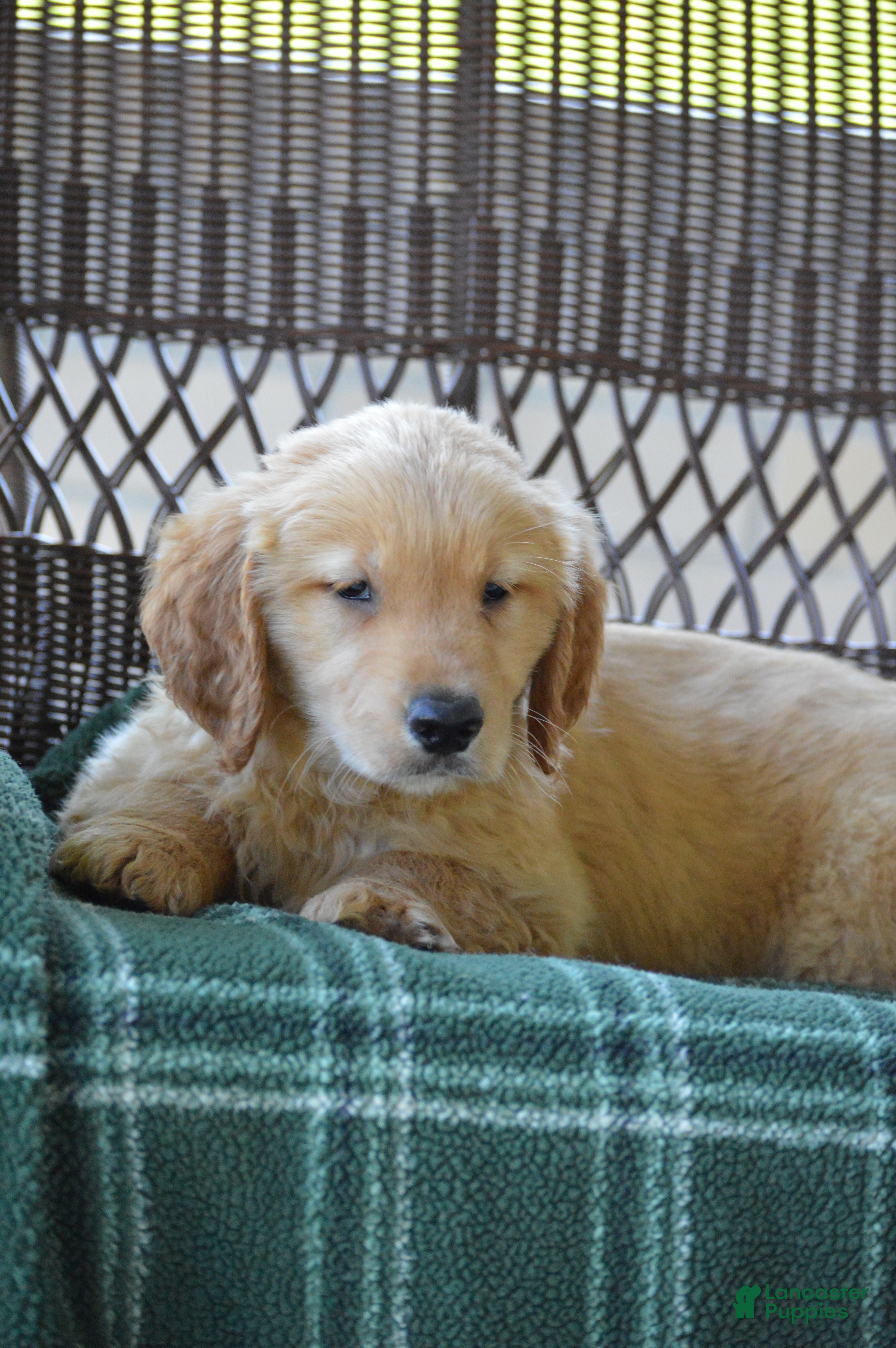 Golden Retriever dogs Hunter - Ad 2