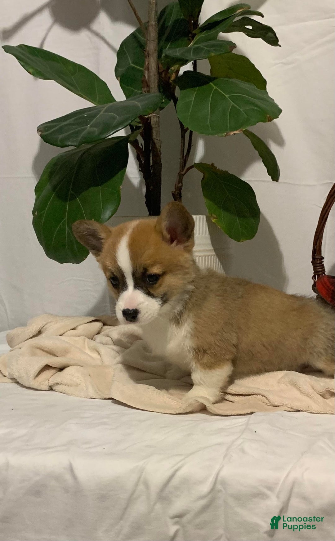 Welsh Corgi Pembroke dogs for sale: Lizzy - Ad 6