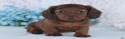 Miniature Dachshund dogs for sale: Hamilton - Ad 3