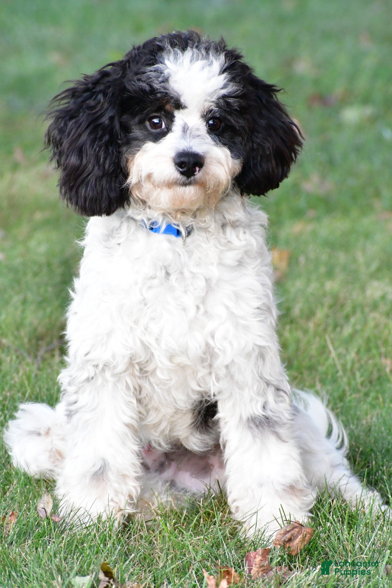 Cavapoo dogs romeo - Ad 1