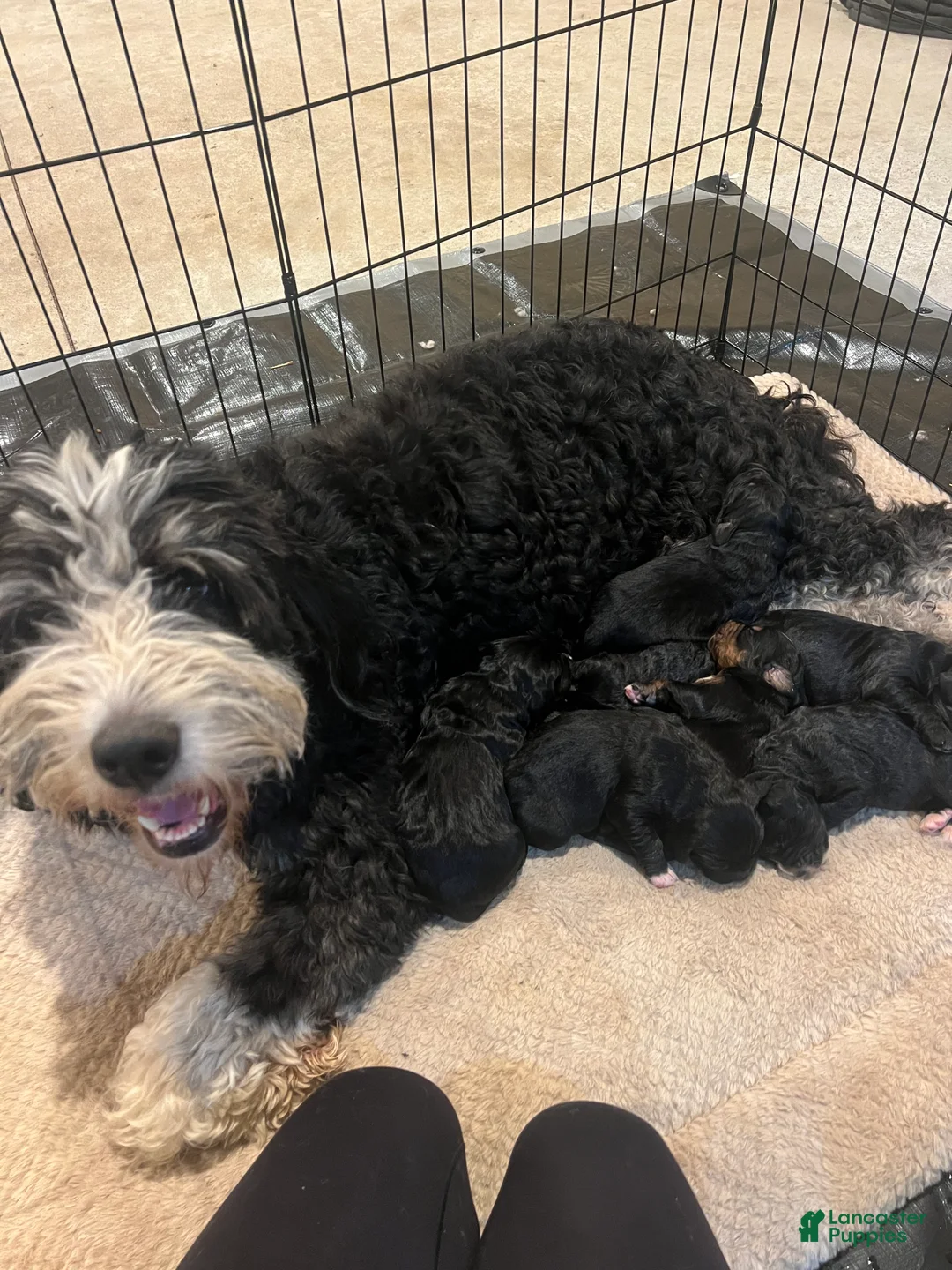 Mixed Breed dogs for sale: Vixen (Golden Mountain Doodle) - Ad 4